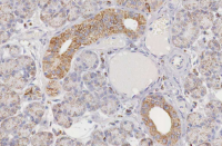 Epitel slinné žlázy