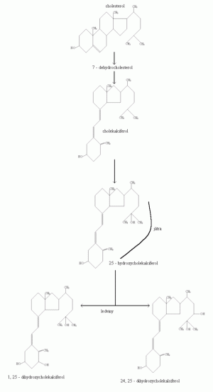 Schéma syntézy vitamínu D
