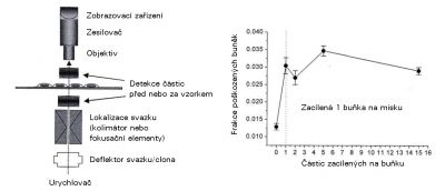 Bystander efect po ozáření mikrosvazkem