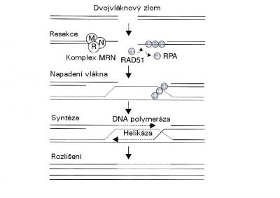 Oprava dvojných zlomů homologní rekombinací