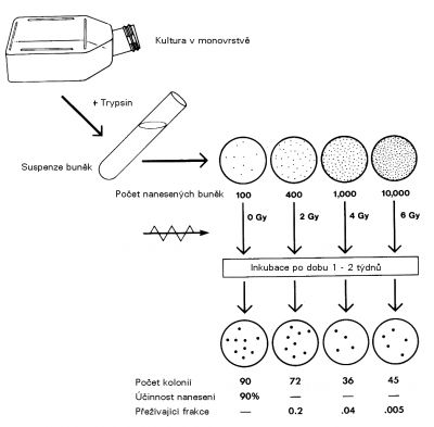 Stanovení tvorby kolonií